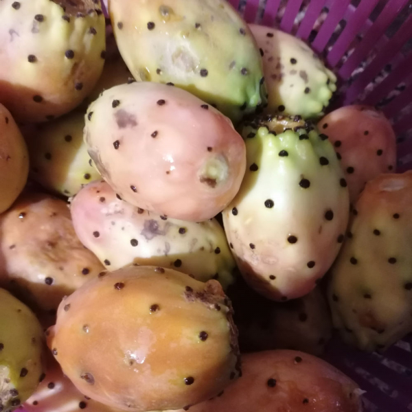 Frenk İnciri (Dikenli İncir, Hint İnciri) Marmelatı (250 gr) - Görsel 3