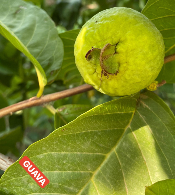Guava Kurusu (30Gr) - Görsel 2