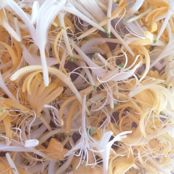 Hanımeli Çiçeği Reçeli (500 gr) - Görsel 2