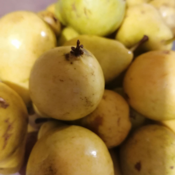 Yabani Armut Reçeli (250 gr) - Görsel 2